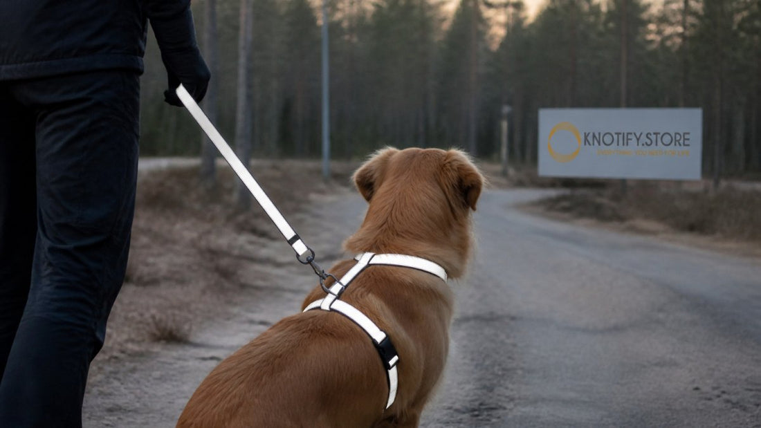Heijastavat valjaat koiralle: valintaopas 2026
